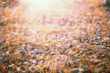 End of summer season in the park