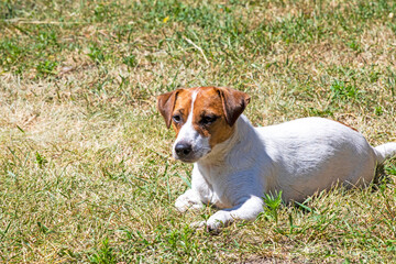 Jack Russell Terrier bitch is basking in the sun on the grass during the day. Sunbathing for dogs and overheating