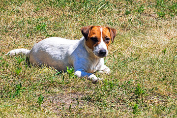 russell terrier bitch basking in the sun on the grass during the day. Sunbathing for dogs and overheating
