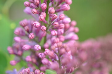 close up of pink flowers
