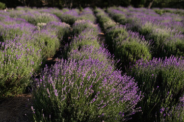lavender field in the sun, summer heat bloom aromatherapy