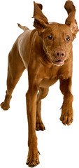 Brown Vizsla dog running directly forward with alert eyes and ears flapping, full body view....