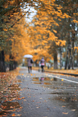 Autumn rain in the park