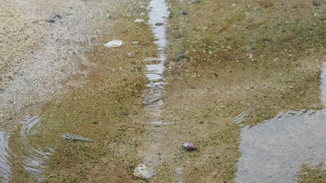 Amphibious mudskipper in shallow water in a mangrove wetland ecosystem on Seychelles islands