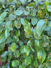 Pear tree branch with green leaves affected by a fungal disease rust. Deficiency or excess of elements and microelements of plant nutrition, disease. Rust spots of fungal disease on pear tree.