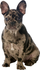 French Bulldog puppy with merle coat sits facing front, ears perked up, calm and alert, on...
