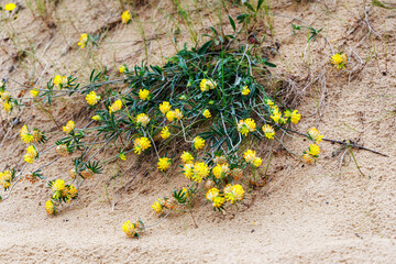 
Green plants with yellow flowers are visible on a sandy dune.