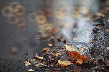 Autumn backgroun rain in the park