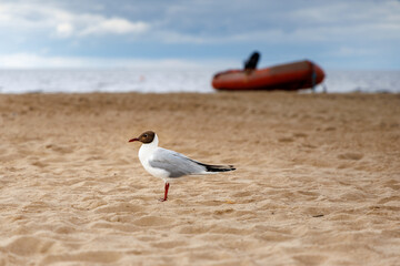 
A black-headed gull stands on one leg in the sand, with a red inflatable boat and the sea in the background under a cloudy sky.