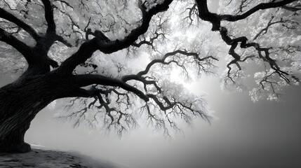 Abstract black-and-white texture showcasing stark tree branches creating striking visual contrasts