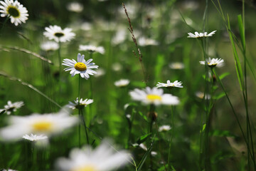 Flowers and plants summer field in sunlight
