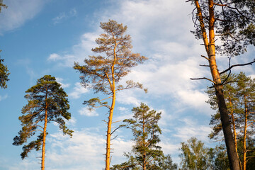 Tall pine trees reach towards a bright blue sky scattered with clouds. The image captures the serene and natural beauty of a forest setting, showcasing towering tree silhouettes.
