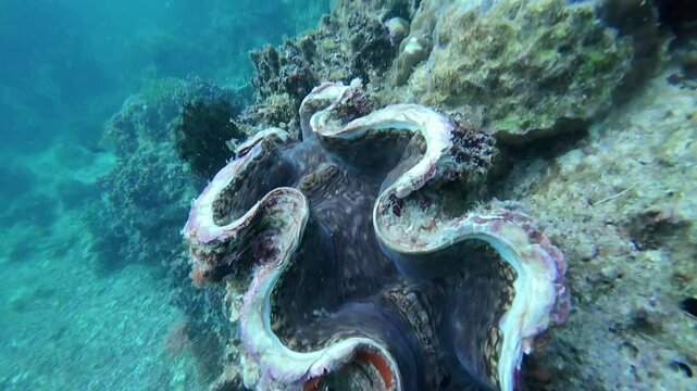 Giant clam underwater in Boracay, Philippines