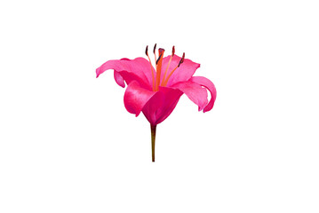 Pink lily flower isolated on transparent background, png