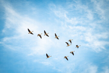 A flock of migrating geese under the blue sky and white clouds