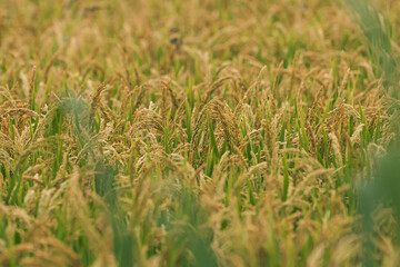 The wind blows through the golden rice fields