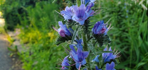 Echium vulgare Blüten 