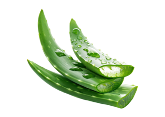 fresh cut aloe vera leaves with drops isolated on white or transparent png