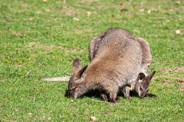 Gros plan sur un Wallaby de Bennett avec son bébé dans la poche