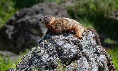 Yellow Bellied Marmot in Yellowstone National Park, Wyoming, USA