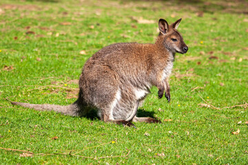 Gros plan sur un Wallaby de Bennett avec son bébé dans la poche