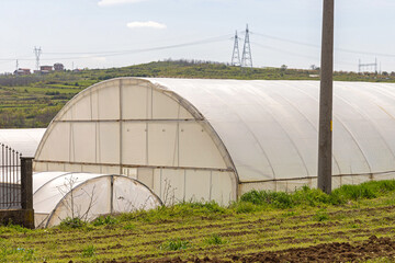 Polytunnel Greenhouse Growing Vegetables Produce Farming Spring Day