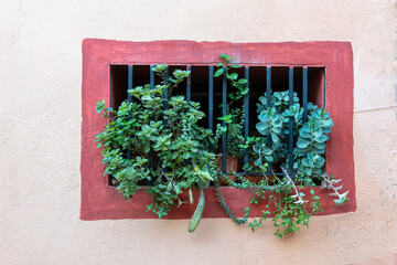 A window with a plant in it