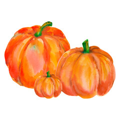 Watercolor composition with bright ripe pumpkins isolated on a white background. Orange pumpkin illustration. For Thanksgiving, Halloween, harvest, ecomarket, market, printing, stickers, menu, recipe