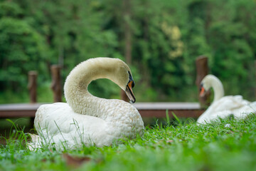 Two swans resting on the lakeside lawn of the park © zhang