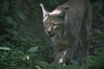 Luchs - europäischer Luchs