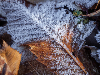 Gel sur les feuilles tombé au sol