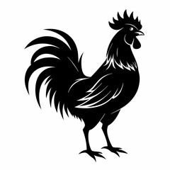 rooster isolated on white background