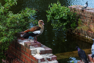 Egyptian Goose on the edge of a pond with pigeons.