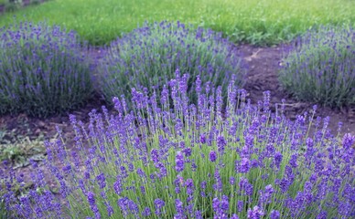 Lavender flowers bloom in a lavender field. Beautiful lavender field in summer. 