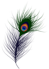 Peacock feather illustration, Lord Krishna Feather, Janmashtami feather. Peacock feather, krishna feather, peacock bird feather, krishna mor pankh, mor pankha, peacock bird feather illustration © Shruti