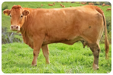 Vache laitière limousine 