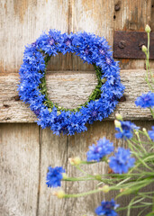 Handmade summer flower wreath made of fresh deep blue cornflowers hangs on old weathered wood door....