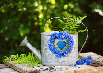 Beautiful nature summer decor with handmade wreath of fresh deep blue cornflowers (Centaurea cyanus) and wooden heart hangs on old metal watering can. Garden decorations concept. Selective focus.