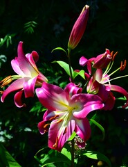 pink lily in the garden