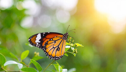 Obraz premium the image features a butterfly perched on a plant, with a backdrop of blurred greenery. the butterfly displays a vibrant orange pattern with black outlines and white spots near the wing edges