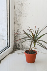 vertical photo fungal mold on a fogged window. indoor plants on the windowsill.