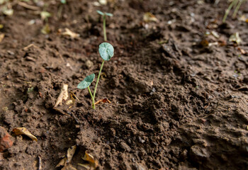 tiny sprout emerging in outdoor farm field