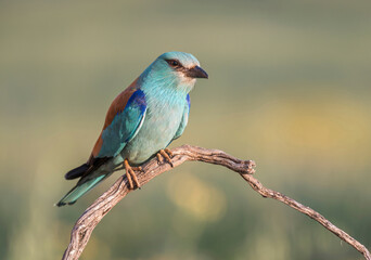 Obraz premium European Roller Perched on Branch, Vibrant Plumage