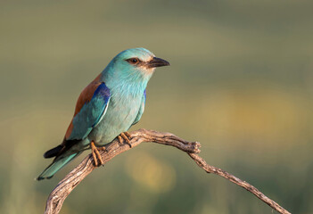 Obraz premium European Roller Bird Perched on Branch in Natural Habitat