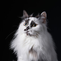 A close-up of a long-haired cat with fluffy white and black fur, captured against a dark...