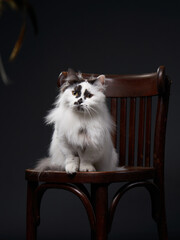 A fluffy long-haired cat sits on a wooden chair in a black studio setting. The contrast of the dark...