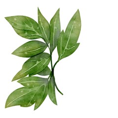 Green leaves botanical branch