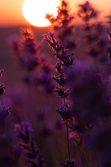 Lavender Sunset Field: Plants bloom during golden hour for aromatherapy essence under soft light.
