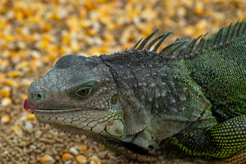 Iguana eating an ant with tonngue out detail close up portrait