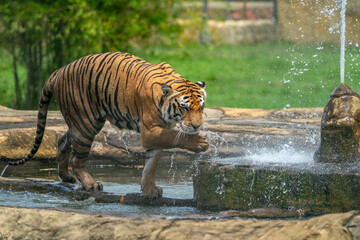 Tiger refreshing at the fountain with water drops